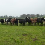 March grazing near Preston